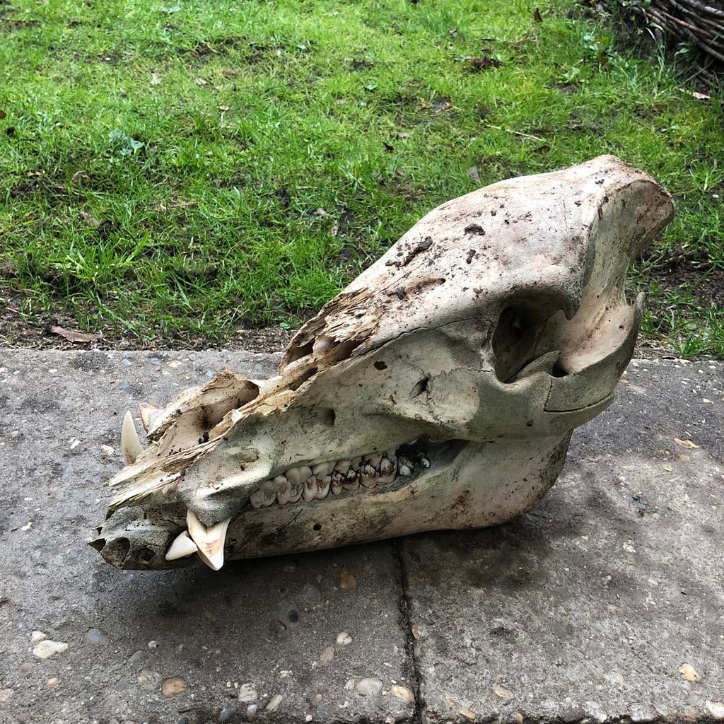 Schedel van een everzwijn, Verzamelen, Dierenverzamelingen, Ophalen of Verzenden, Schedel