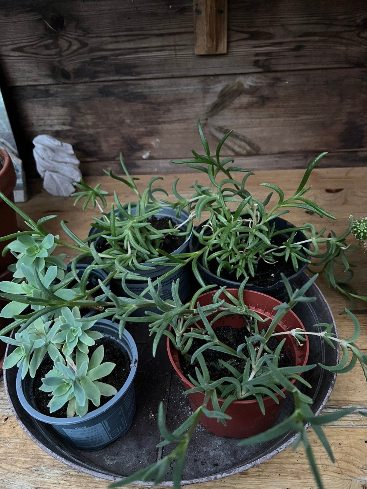 Vetplanten stekken., Ophalen, Halfschaduw, Minder dan 100 cm
