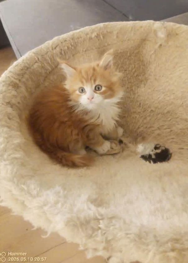 Russische Maine Coon kittens Met stamboom, Meerdere dieren, Met stamboom, 0 tot 2 jaar