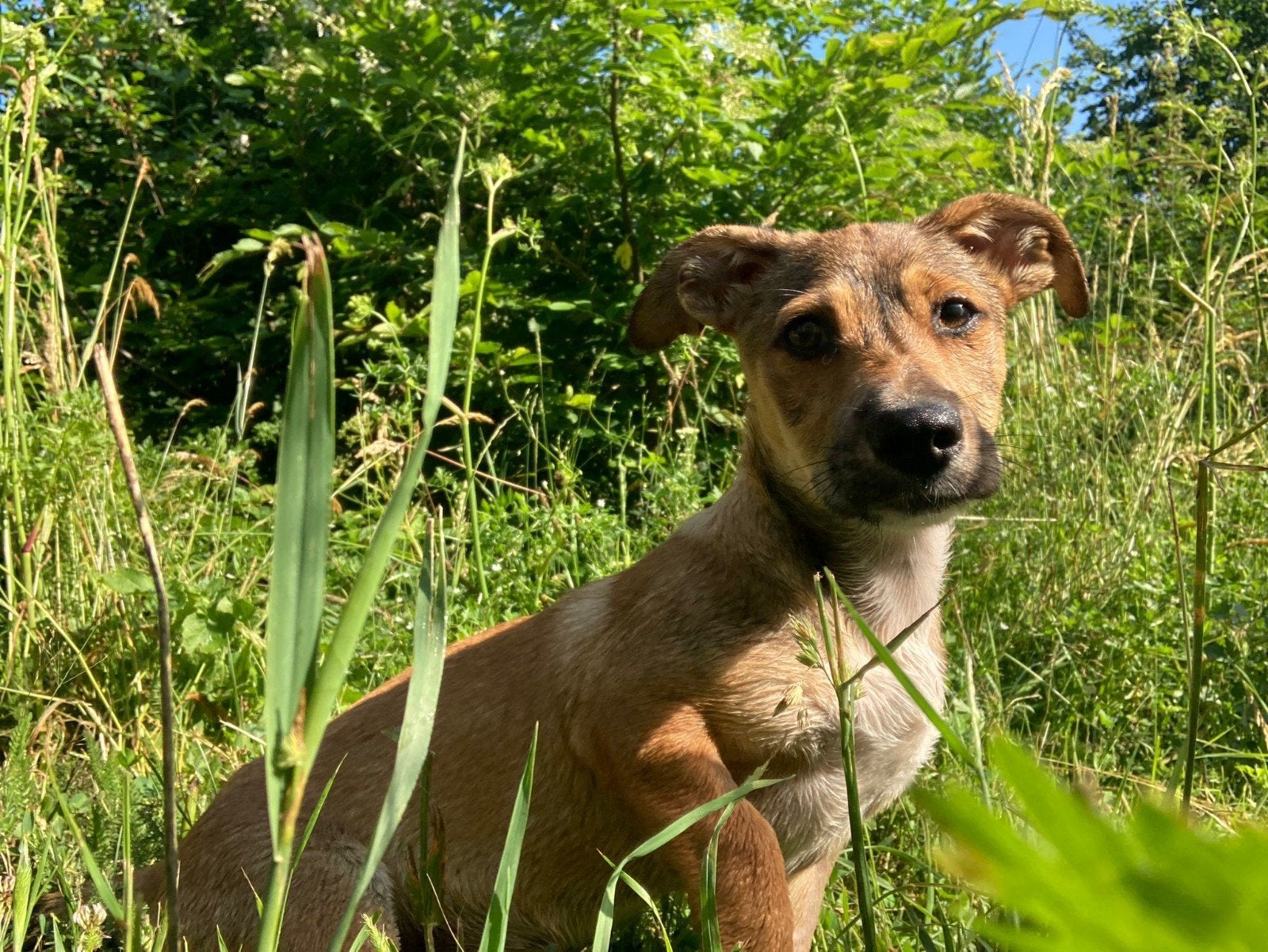 2 klein blijvende hondjes zijn ter adoptie!, Dieren en Toebehoren, 15 weken tot 1 jaar, Handelaar, Buitenland, Teef