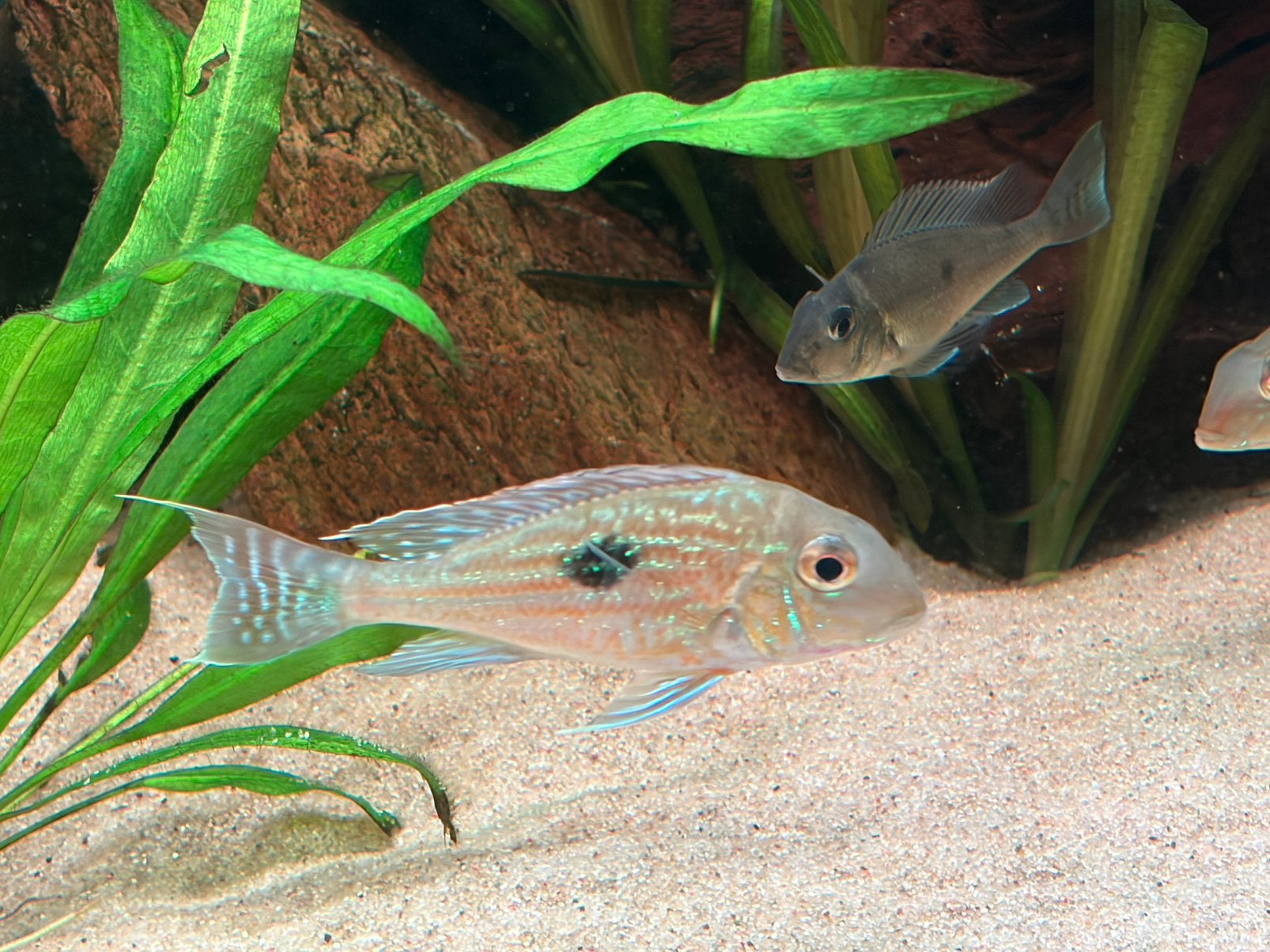 Geophagus Sveni Rio Parana, Dieren en Toebehoren, Vissen | Aquariumvissen, Vis