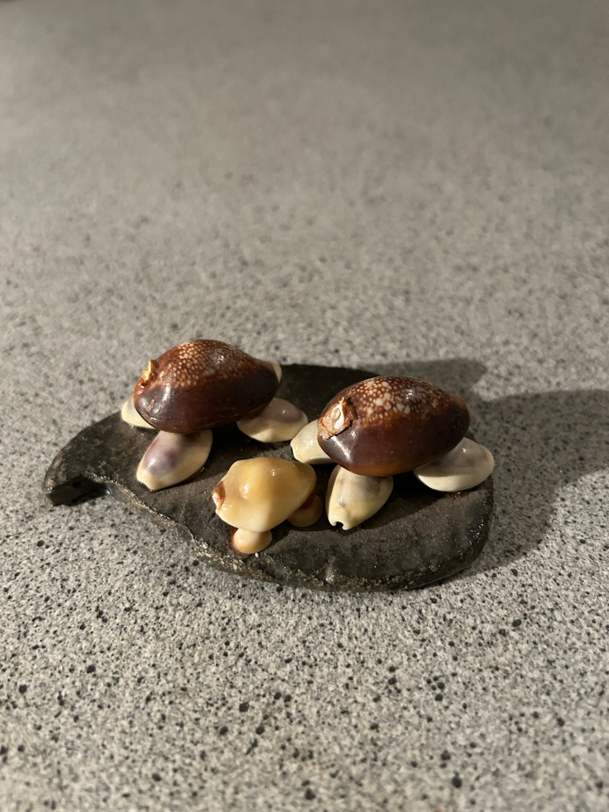 Decoratieve schildpadjes van schelpen op steen, Meerkleurig, Overige stijlen, Ophalen of Verzenden, Zo goed als nieuw