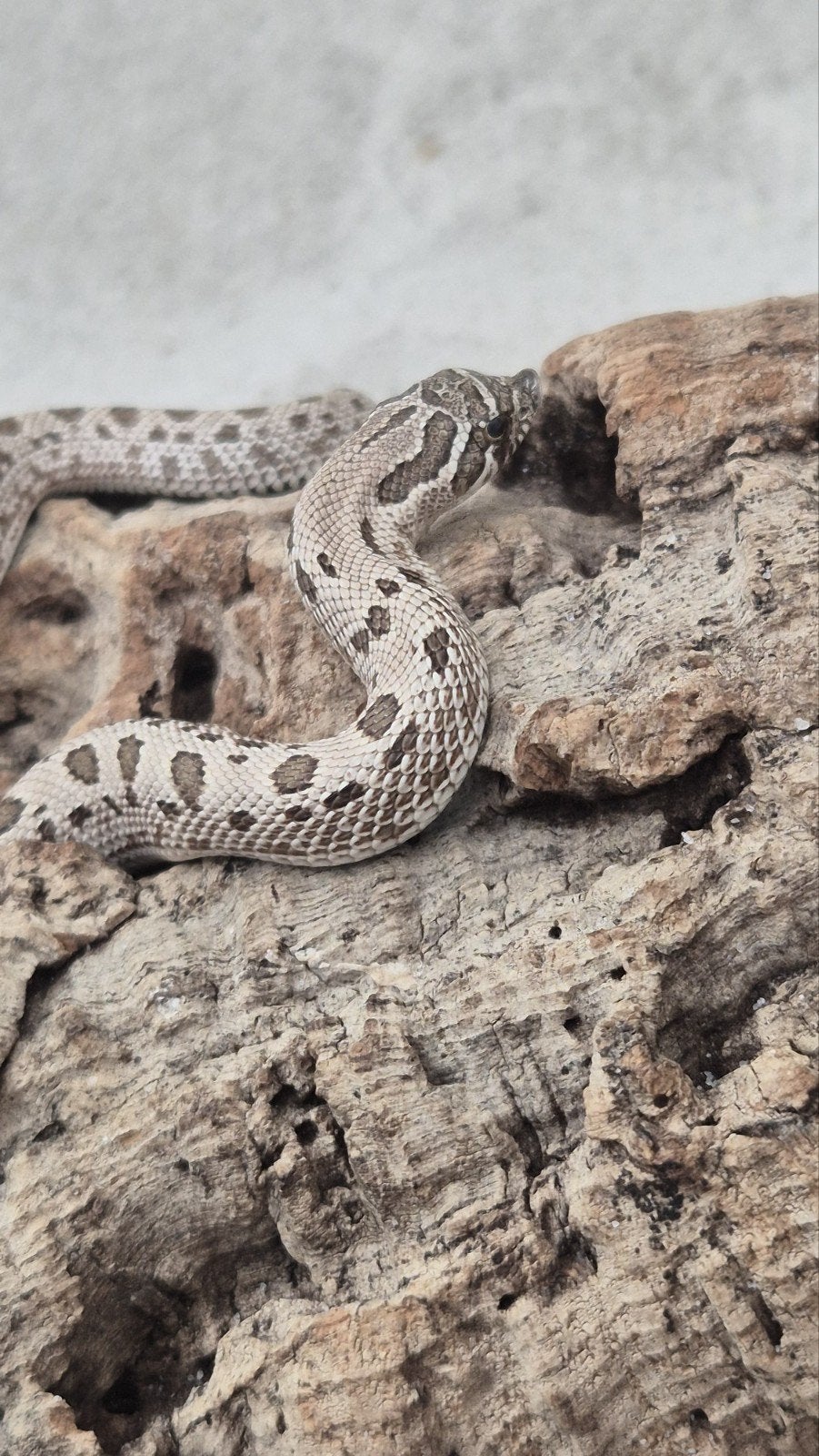 haakneuslang het toffee Hognose Snake photo 2