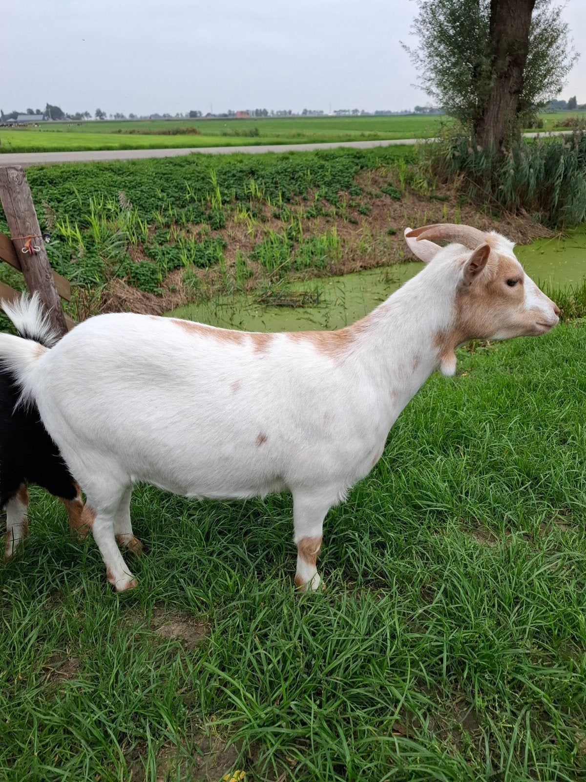 twee dwerggeiten, Dieren en Toebehoren, Vrouwelijk, Geit, 0 tot 2 jaar