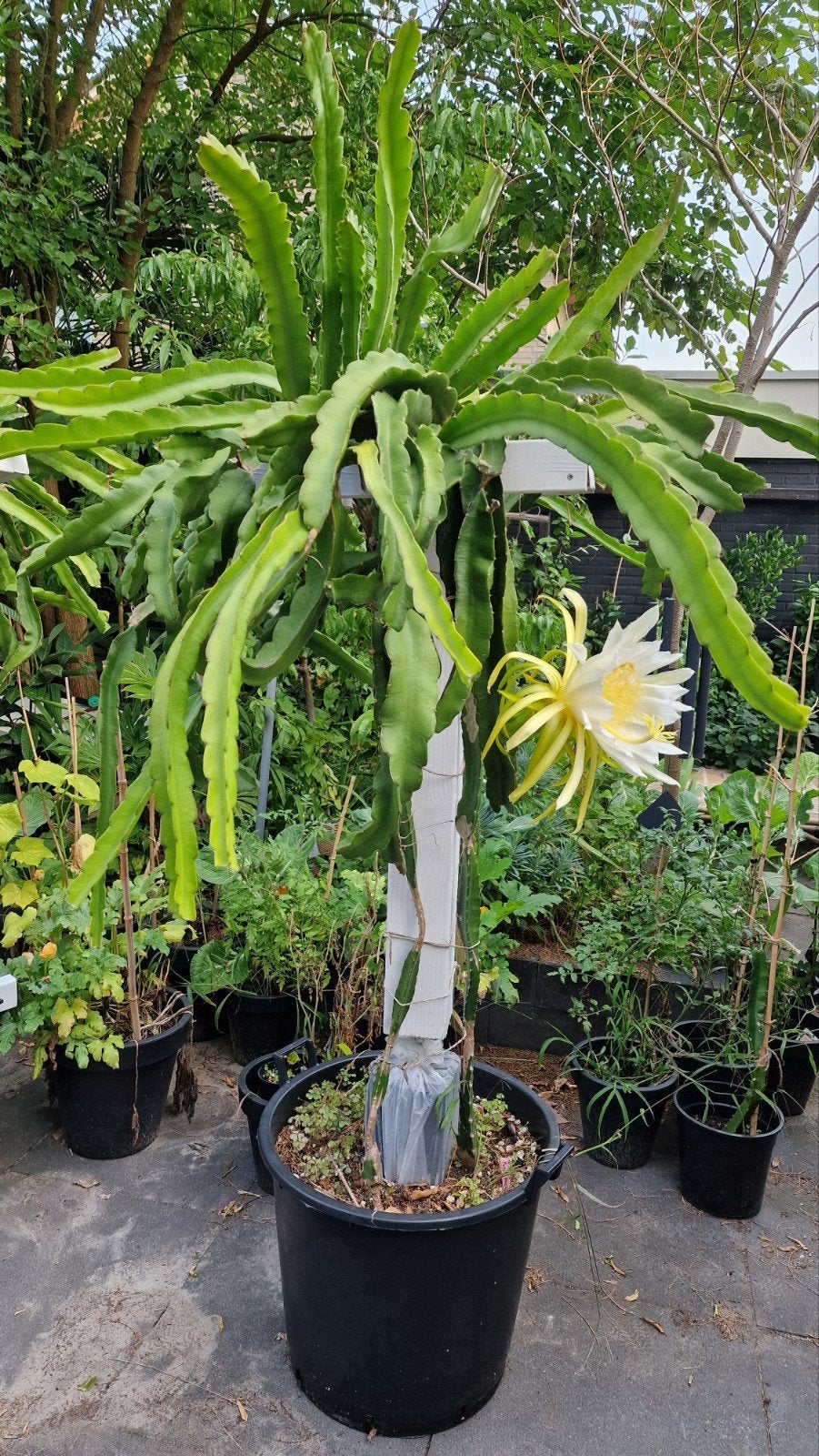 Drakenfruit cactus  - Pitaya kamerplant, Volle zon, Vaste plant, Verzenden, Zomer