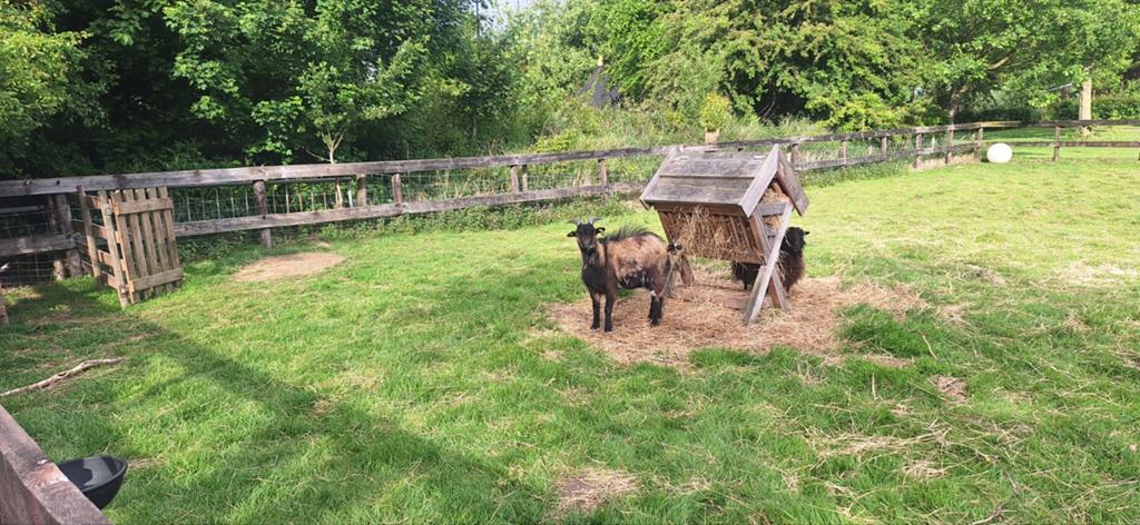 Mooi Jong mini bokje, Dieren en Toebehoren, Mannelijk, Geit
