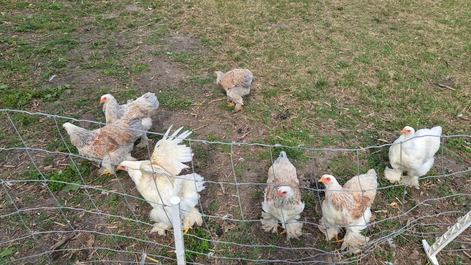 3 brahma hennen wit, Dieren en Toebehoren, Pluimvee, Vrouwelijk, Kip