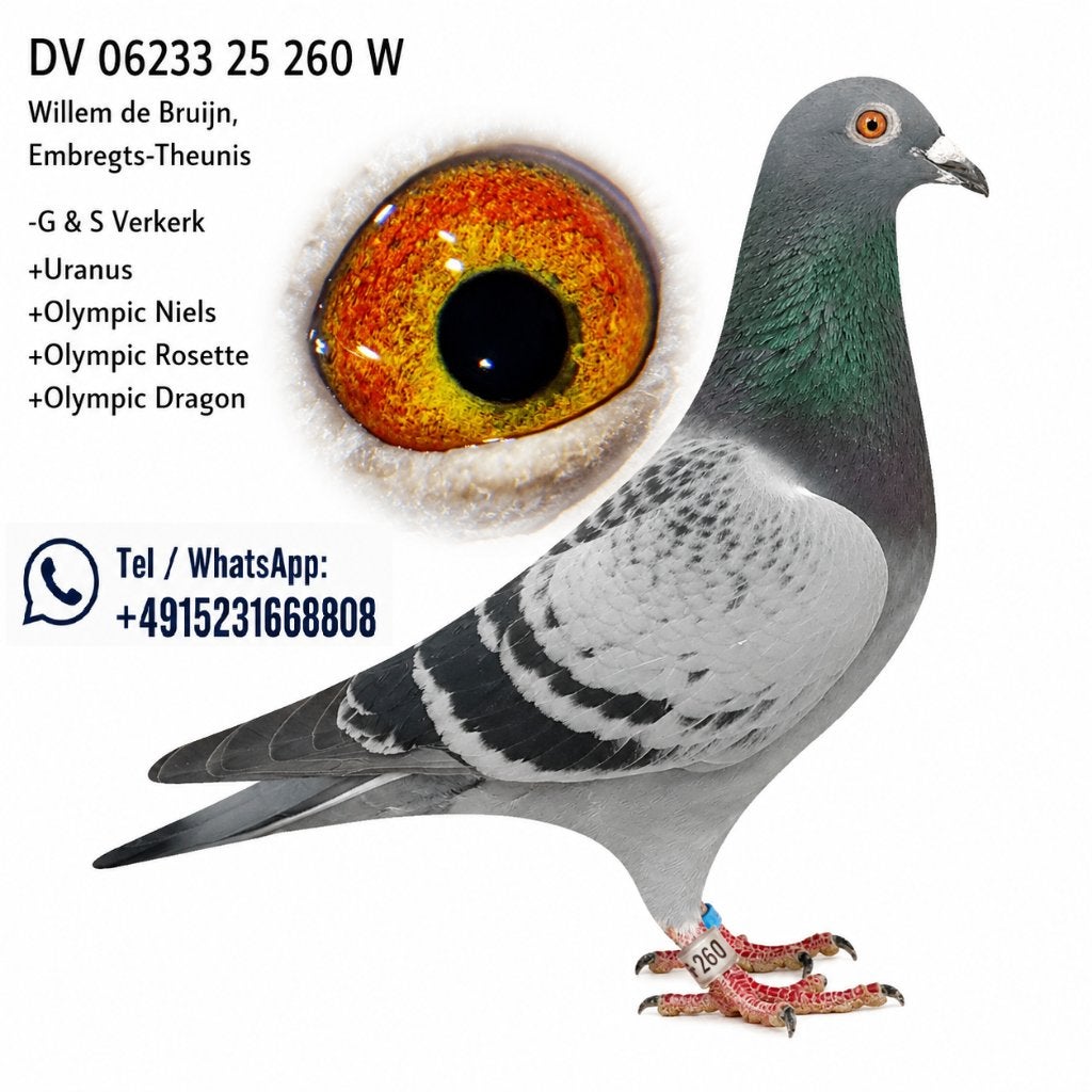 Duivin uit halfbroer Uranus - Willem de Bruijn, Dieren en Toebehoren, Vogels | Duiven, Vrouwelijk, Postduif