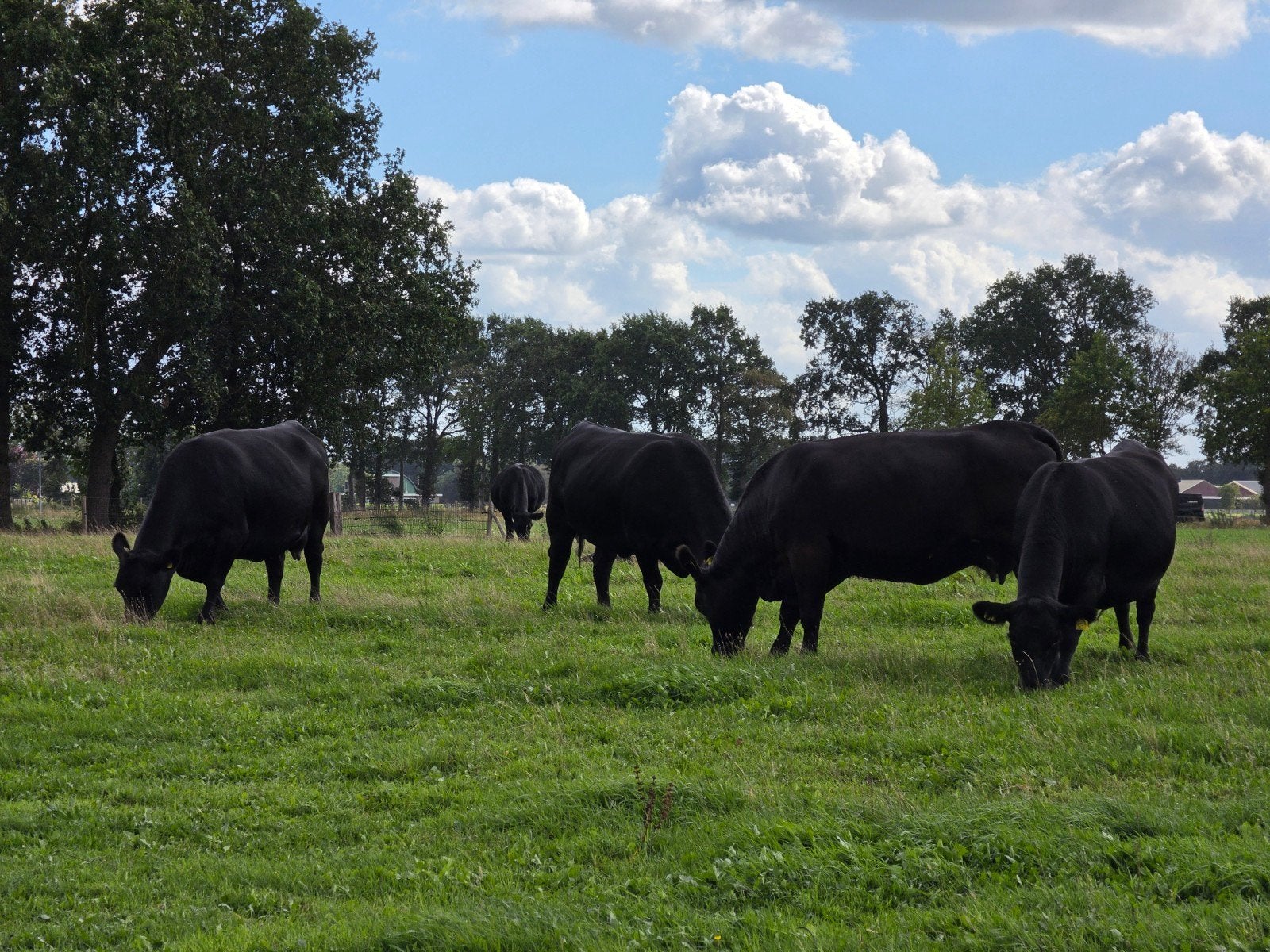 Black Angus runderen, Dieren en Toebehoren, Meerdere dieren