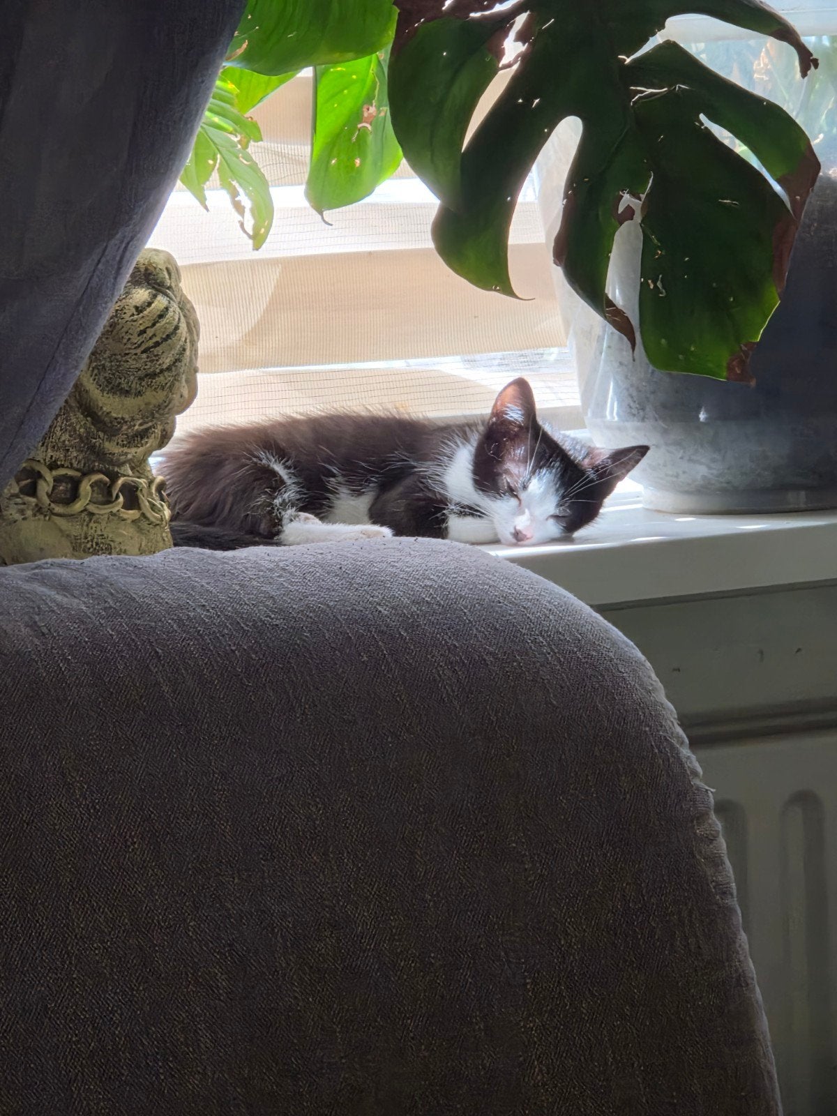 kittens, Meerdere dieren, Ontwormd, 0 tot 2 jaar