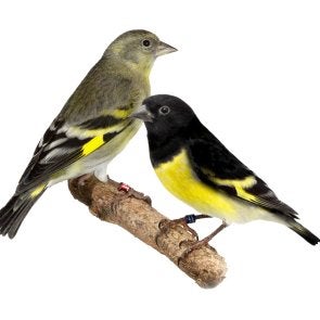 geelbuiksijsen, Dieren en Toebehoren, Vogels | Overige Vogels, Meerdere dieren, Tropenvogel, Geringd