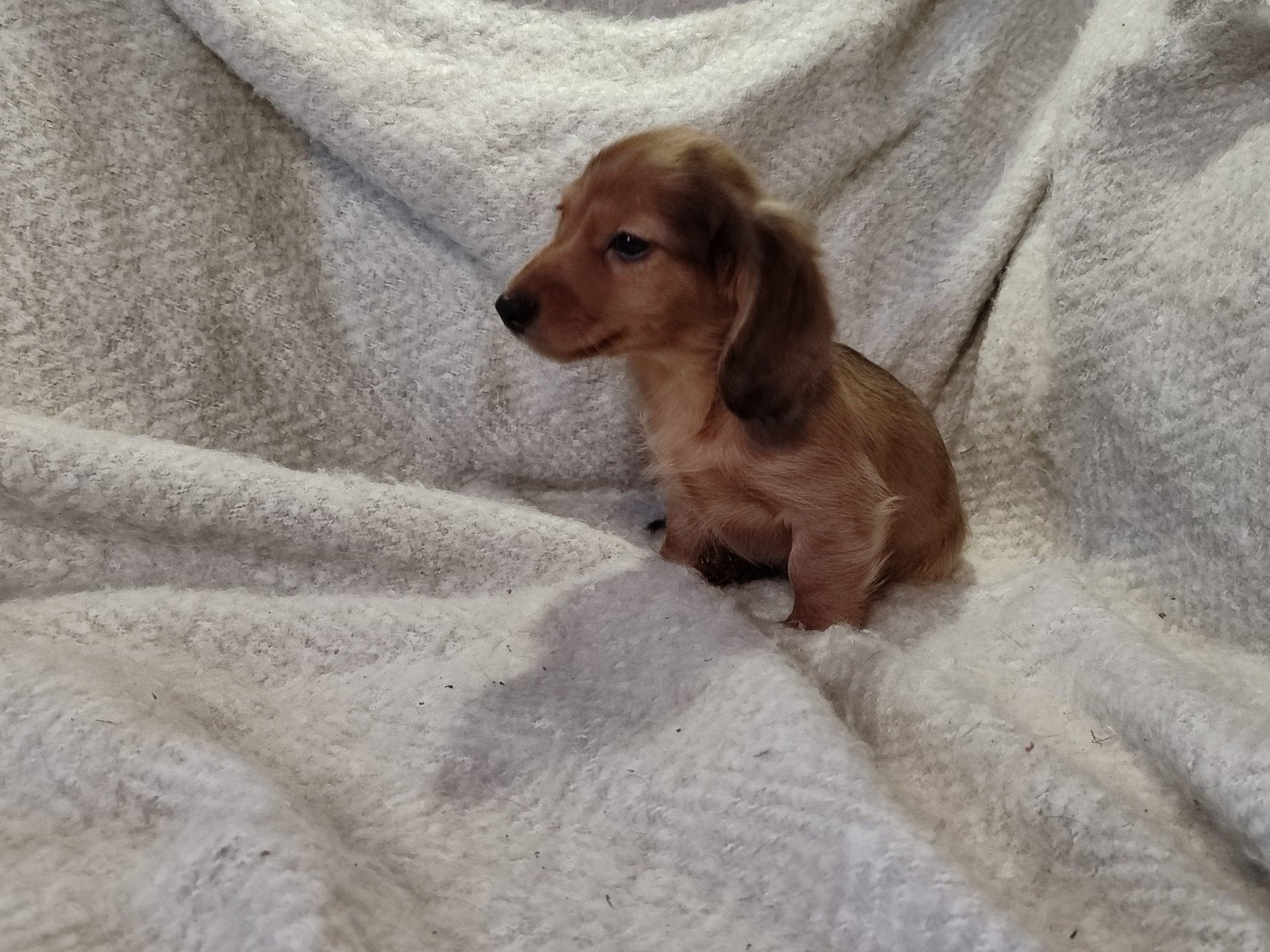 Prachtige dwergteckel pups, Dieren en Toebehoren, Reu, CDV (hondenziekte), 8 tot 15 weken, Dwerg