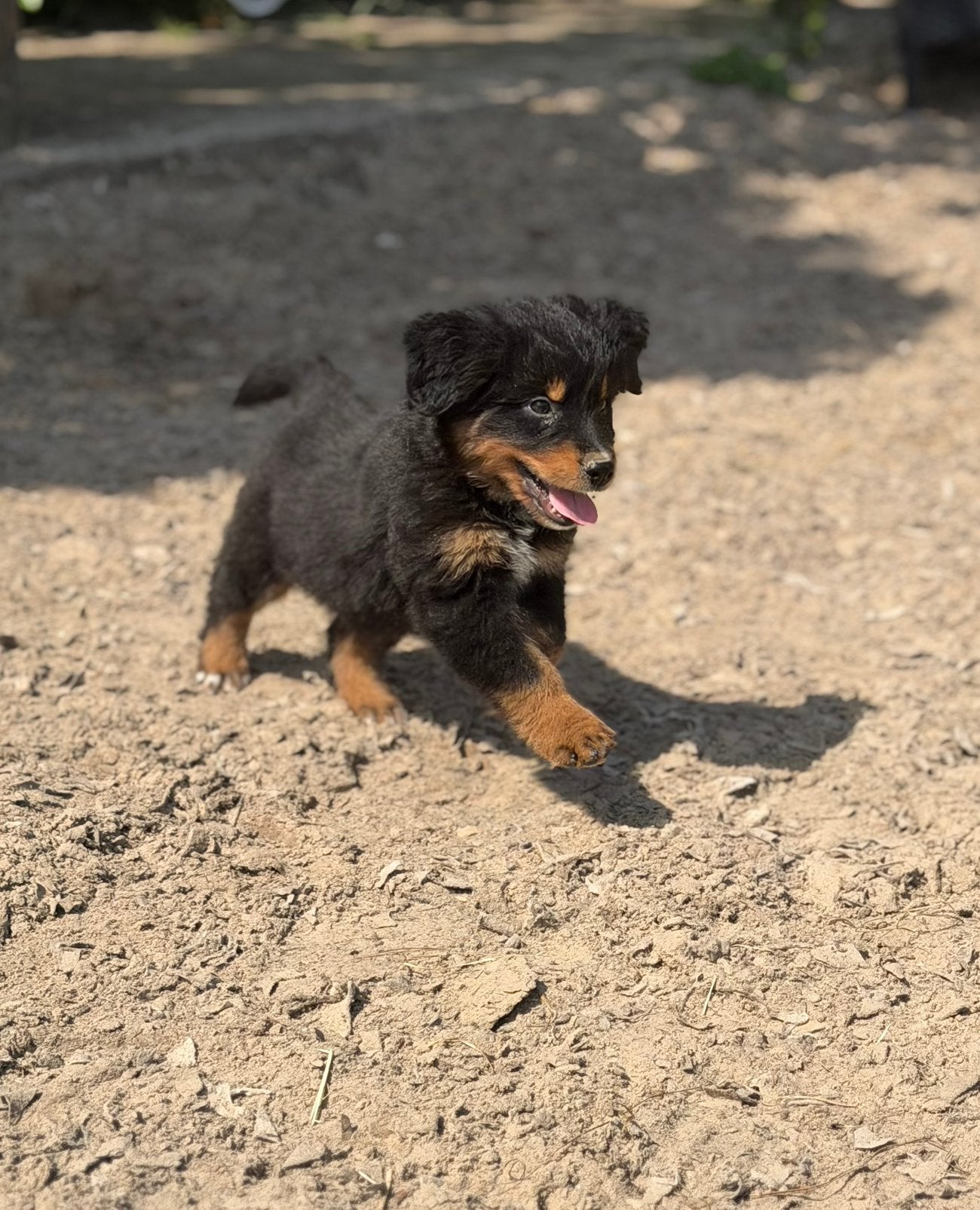 Nog een lief knap berner senner mix reutje beschikbaar, Parvo, Reu, Eén hond, Nederland