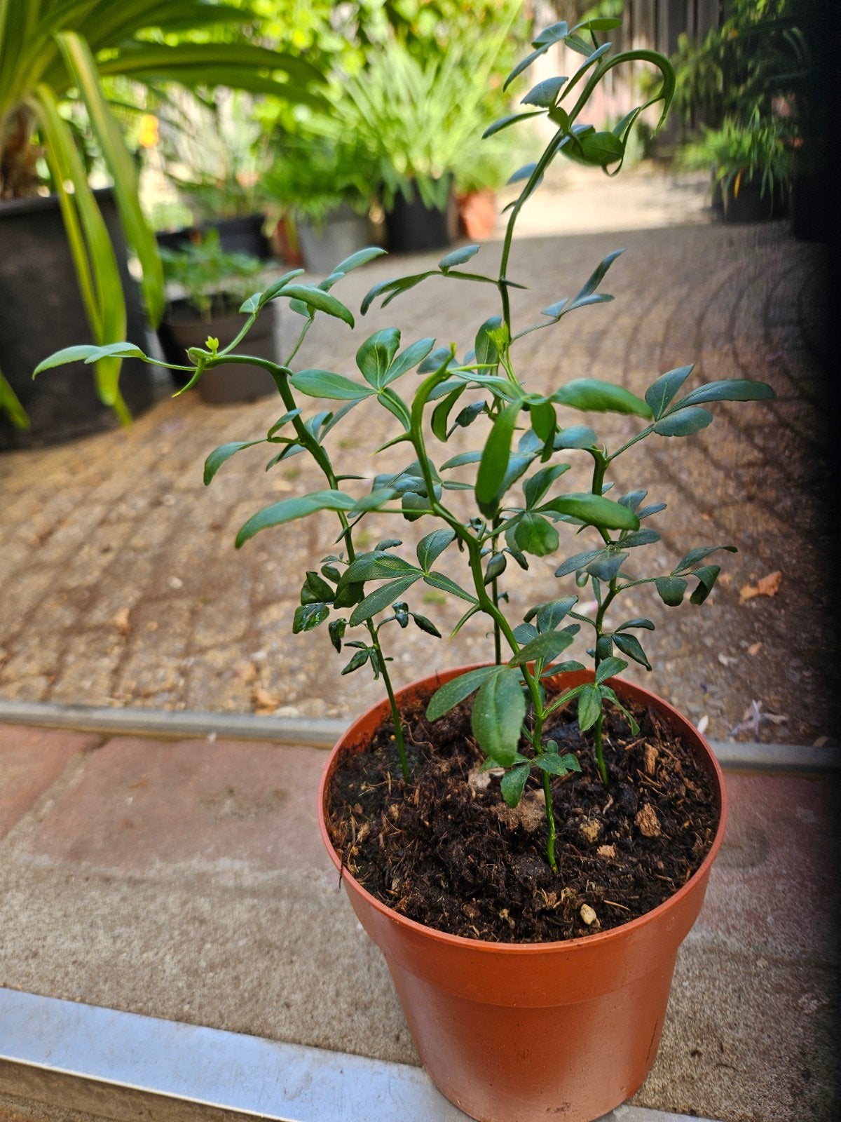 Poncirus trifoliata Flying Dragon., Tuin en Terras, Overige soorten, Minder dan 100 cm, Ophalen, Volle zon