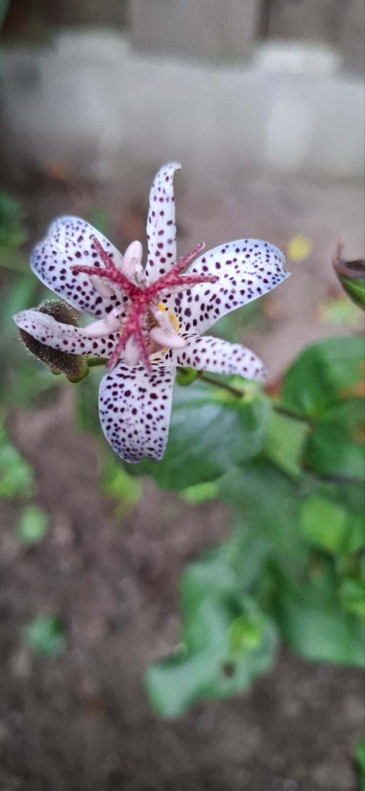 Paddenlelie (Tricyrtis) - Bijzondere en elegante bloeier, Tuin en Terras, Planten | Tuinplanten, Vaste plant, Halfschaduw, Herfst