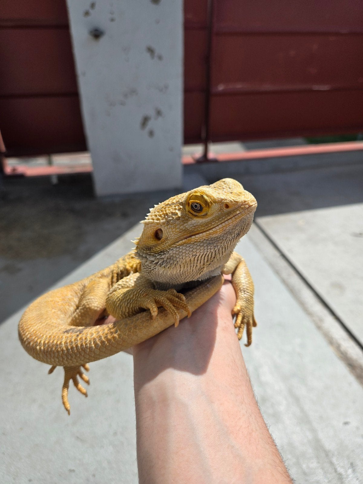 Baardagaam Man Met Terrarium En Terrariumkast Bearded Dragon photo 7