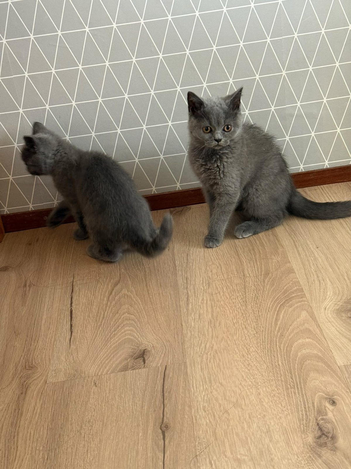 Twee grijze kittens te koop, Dieren en Toebehoren, Katten en Kittens | Overige Katten
