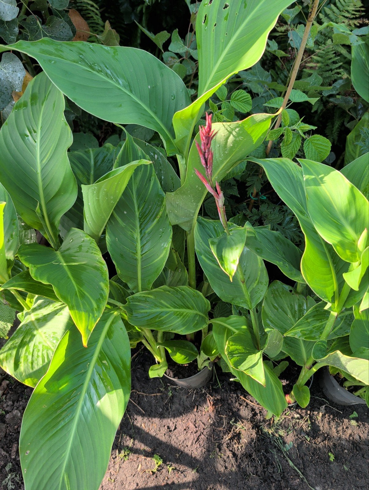 Canna: Mooi Vertakte Planten voor uw Tuin, Volle zon, Vaste plant, Zomer, Ophalen