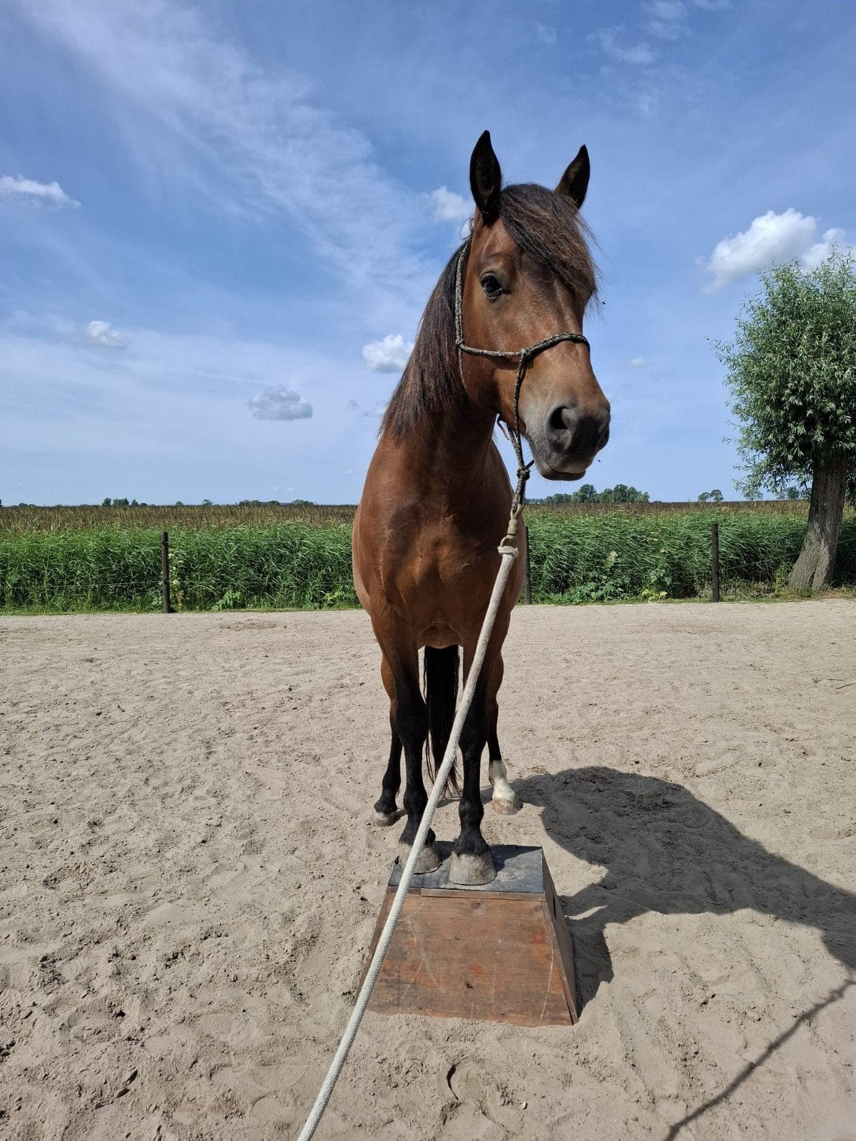 Vrijheidsdressuurblok, ponyblok, pedestal, Dieren en Toebehoren, Ophalen