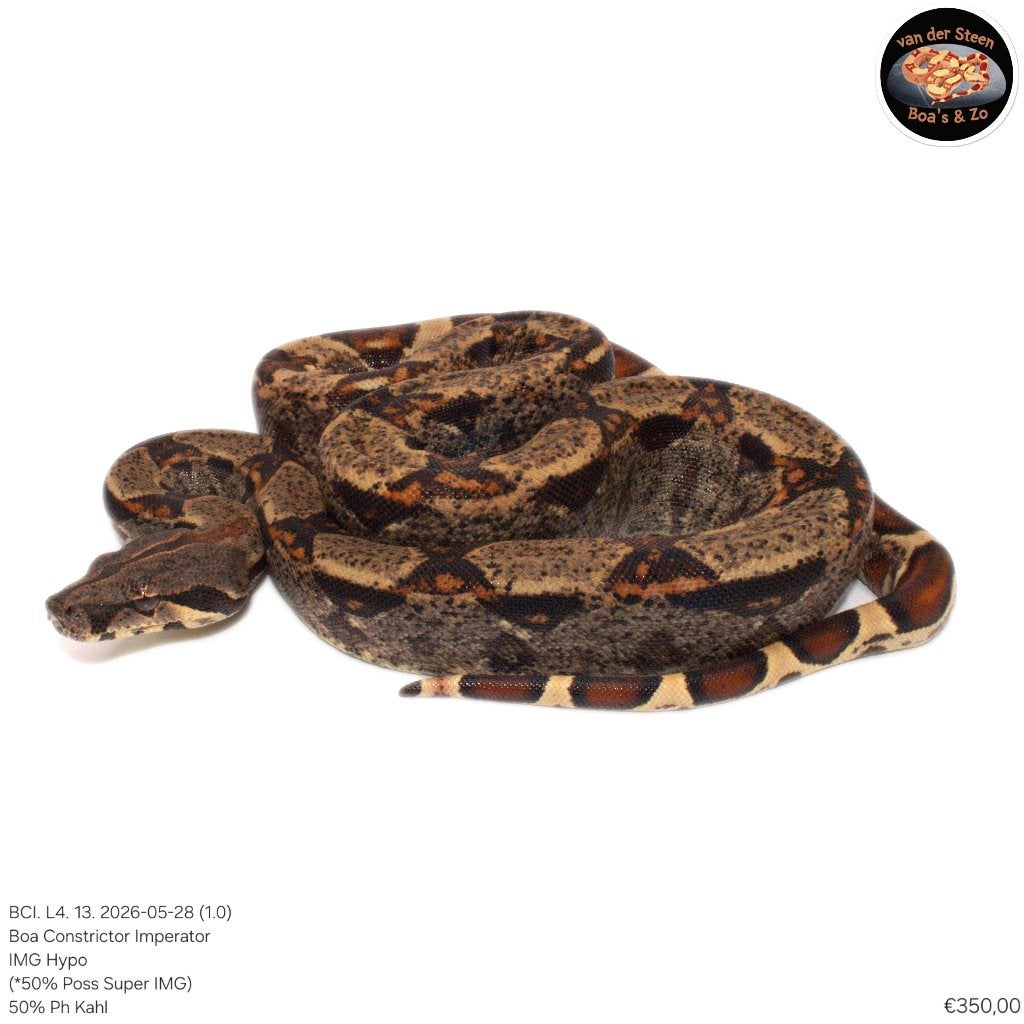 Boa Constrictor Imperator Litter 04 2026 Boa Constrictor photo 12
