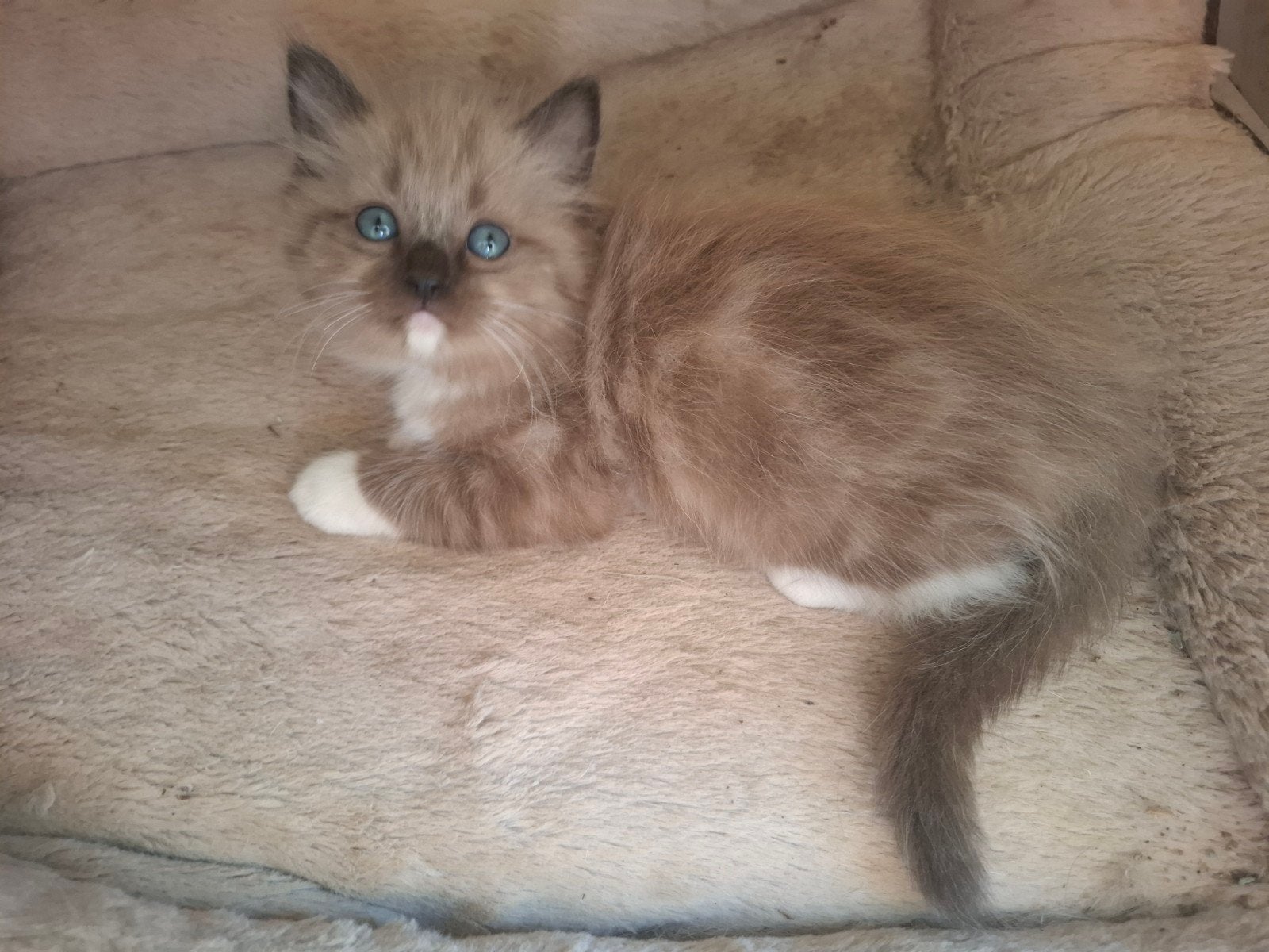 Seal tabby mink mitted Ragdoll poesje, Dieren en Toebehoren, Katten en Kittens | Raskatten | Langhaar, Poes, 0 tot 2 jaar, Ontwormd