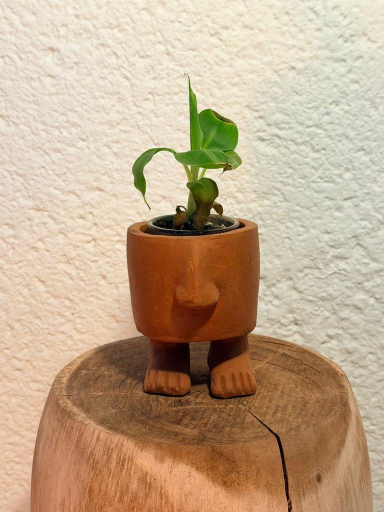 Terracotta bloempotje, Ophalen, Halfschaduw, Minder dan 100 cm