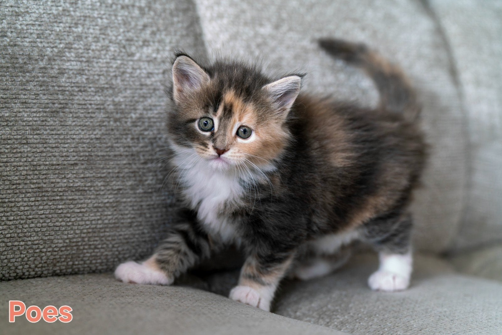 Prachtige Maine Coon Kittens, Meerdere dieren, Langharig, 0 tot 2 jaar