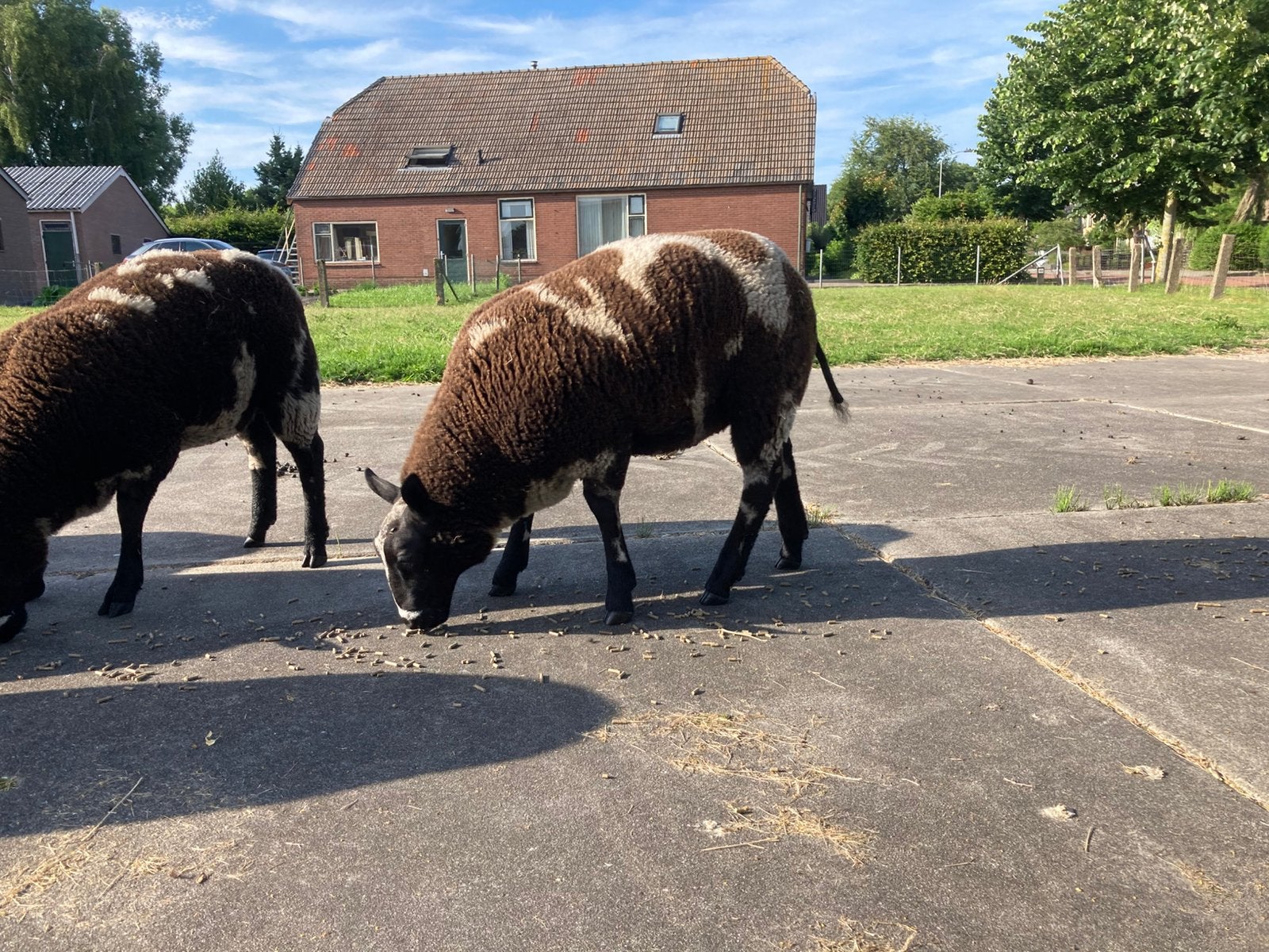 Mooie bonte jonge ram., Dieren en Toebehoren, Mannelijk, Schaap