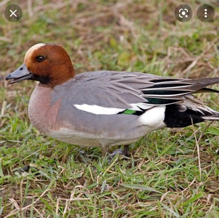Europese smient/siereend, Dieren en Toebehoren, Pluimvee, Meerdere dieren, Eend