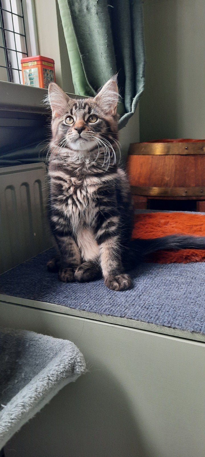 maine coon kittens, Dieren en Toebehoren, Meerdere dieren, Ontwormd, 0 tot 2 jaar