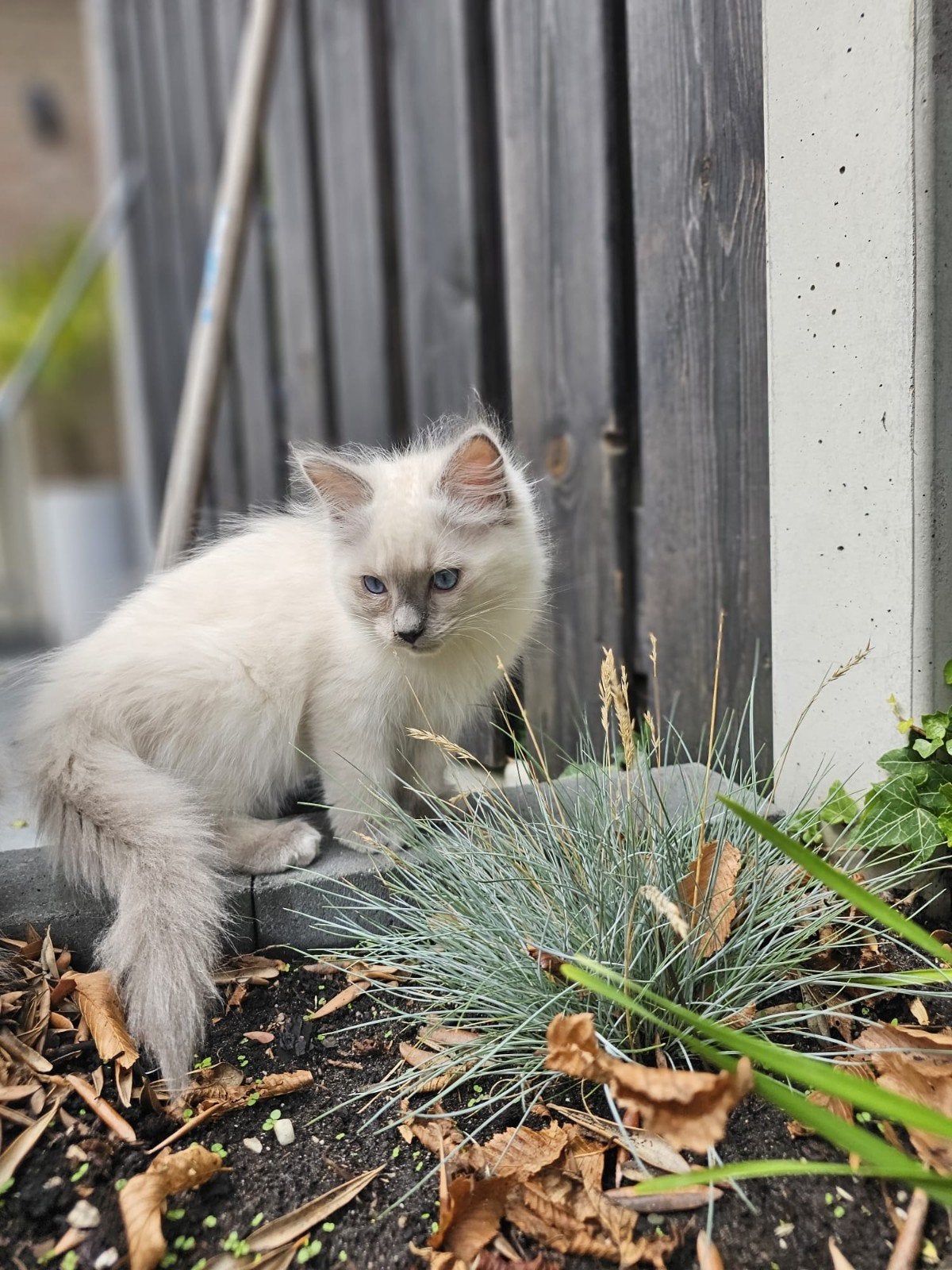 Ragdoll kittens met stamboom, Meerdere dieren, Met stamboom, 0 tot 2 jaar