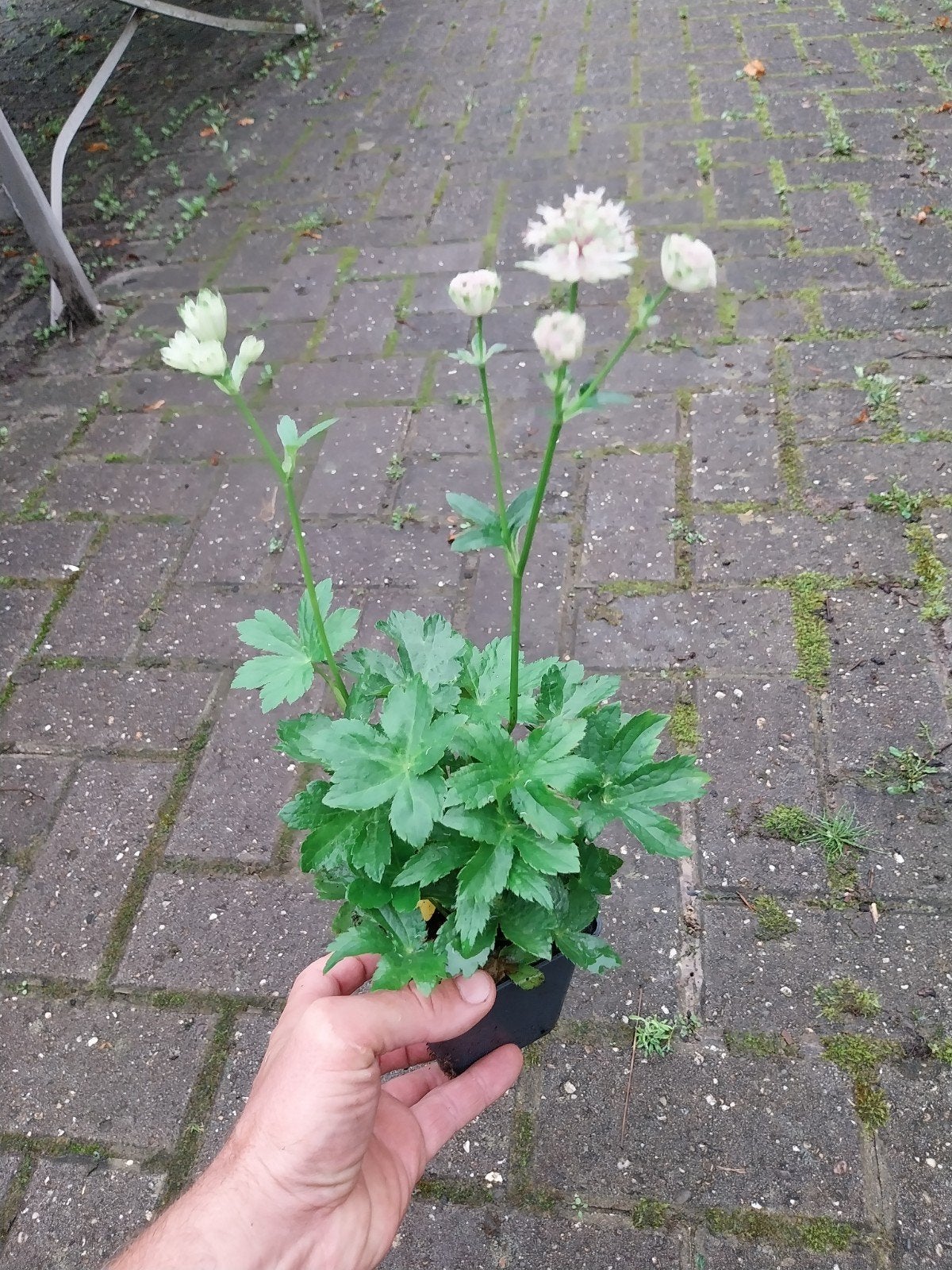 Astrantia planten - Sterrenscherm voor uw tuin, Vaste plant, Halfschaduw, Zomer, Ophalen