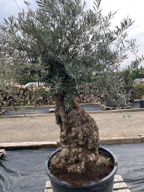 mini ficus bonsai Mini Ficus Bonsai Terrarium in Fish Bowl  orbeeflowers