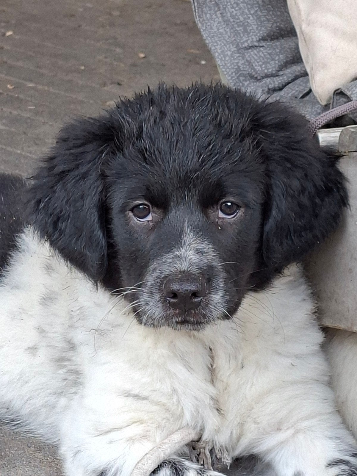 Mooie, vrolijke en lieve Friese Stabij pup (teefje), Dieren en Toebehoren, 8 tot 15 weken, Teef, Eén hond, Middel