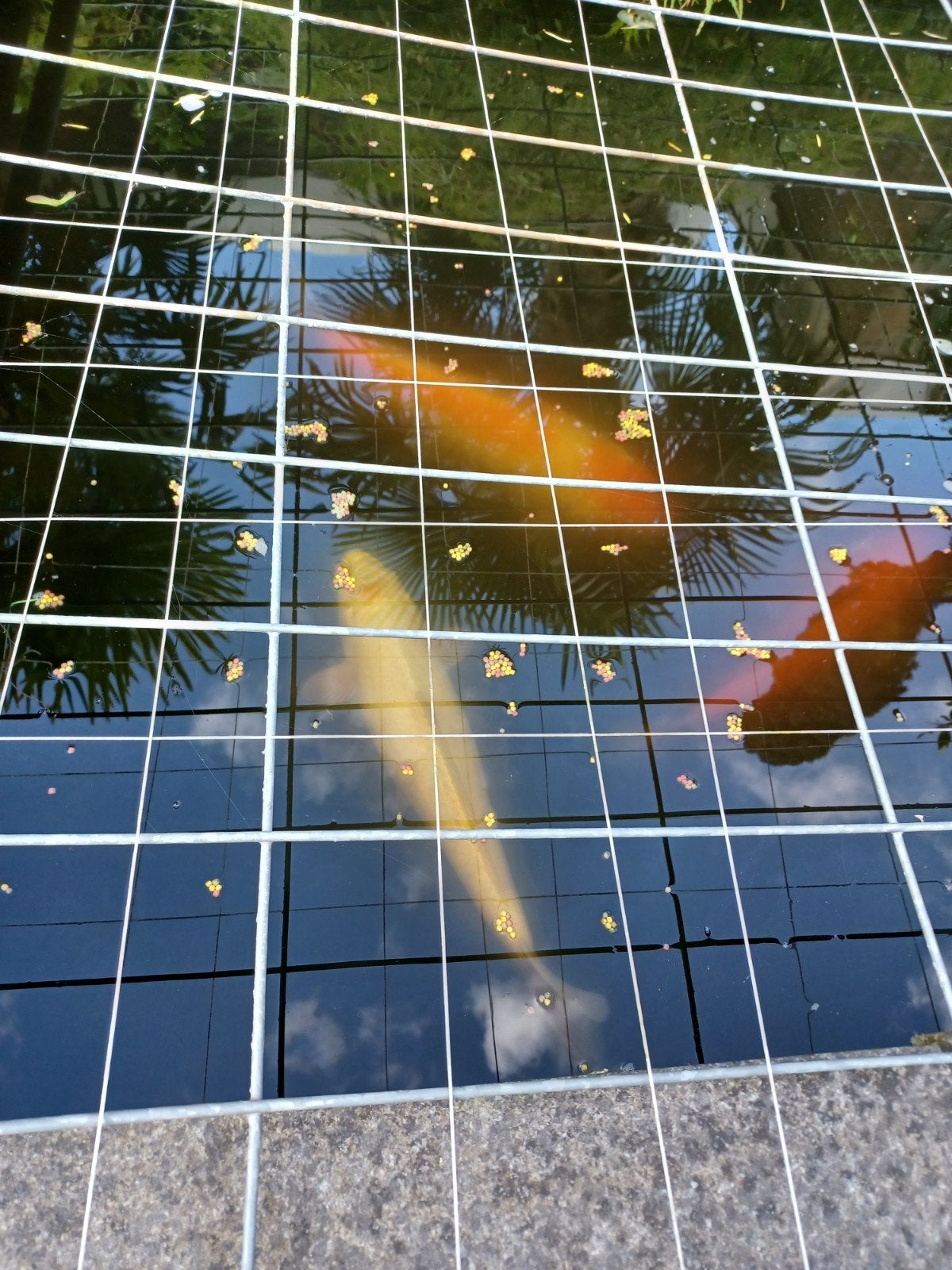 Koikarpers, Karper of Koi