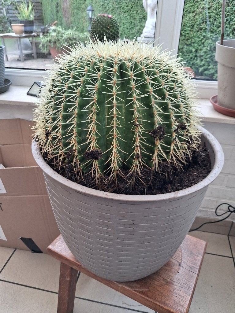 Cactus (bol), Ophalen, Vaste plant, Overige soorten, Volle zon