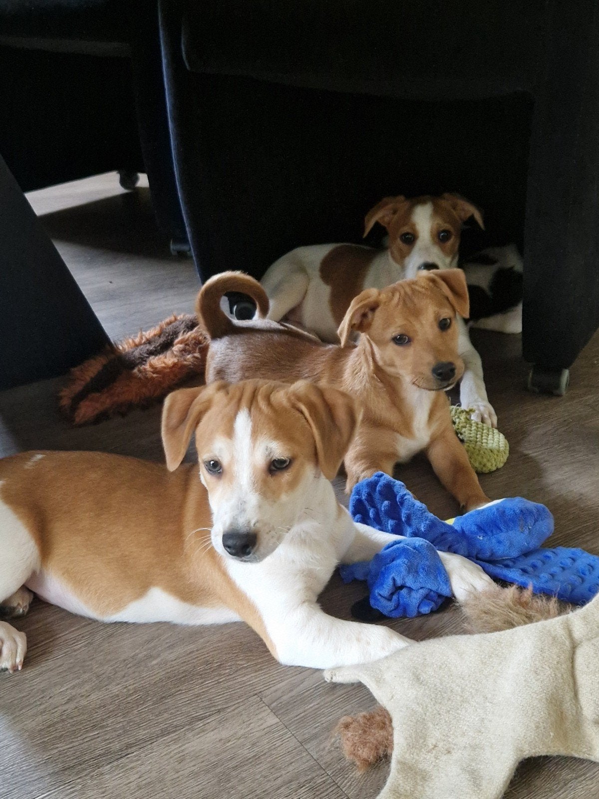 Jackrussel kruising pups aangeboden, 8 tot 15 weken, Meerdere, Meerdere dieren, Klein