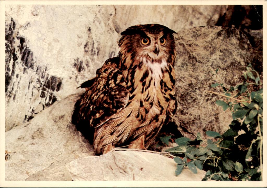 voor het kind, Oehoe, uil, Fred Hazelhoff 1971, Verzamelen, Verzenden, 1960 tot 1980, Ongelopen, Vogel