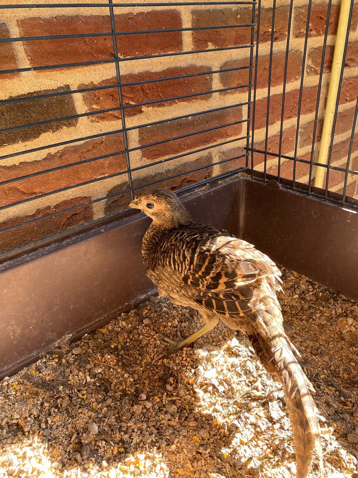 Aangeboden, Jonge Lady amherst fazant hen, Dieren en Toebehoren, Vrouwelijk