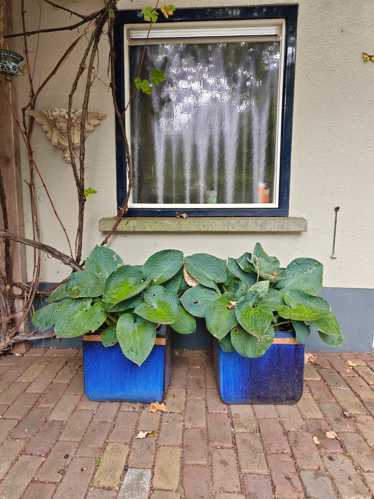 Bloembakken met Hosta's, Ophalen, Overige materialen, Gebruikt, Minder dan 60 cm