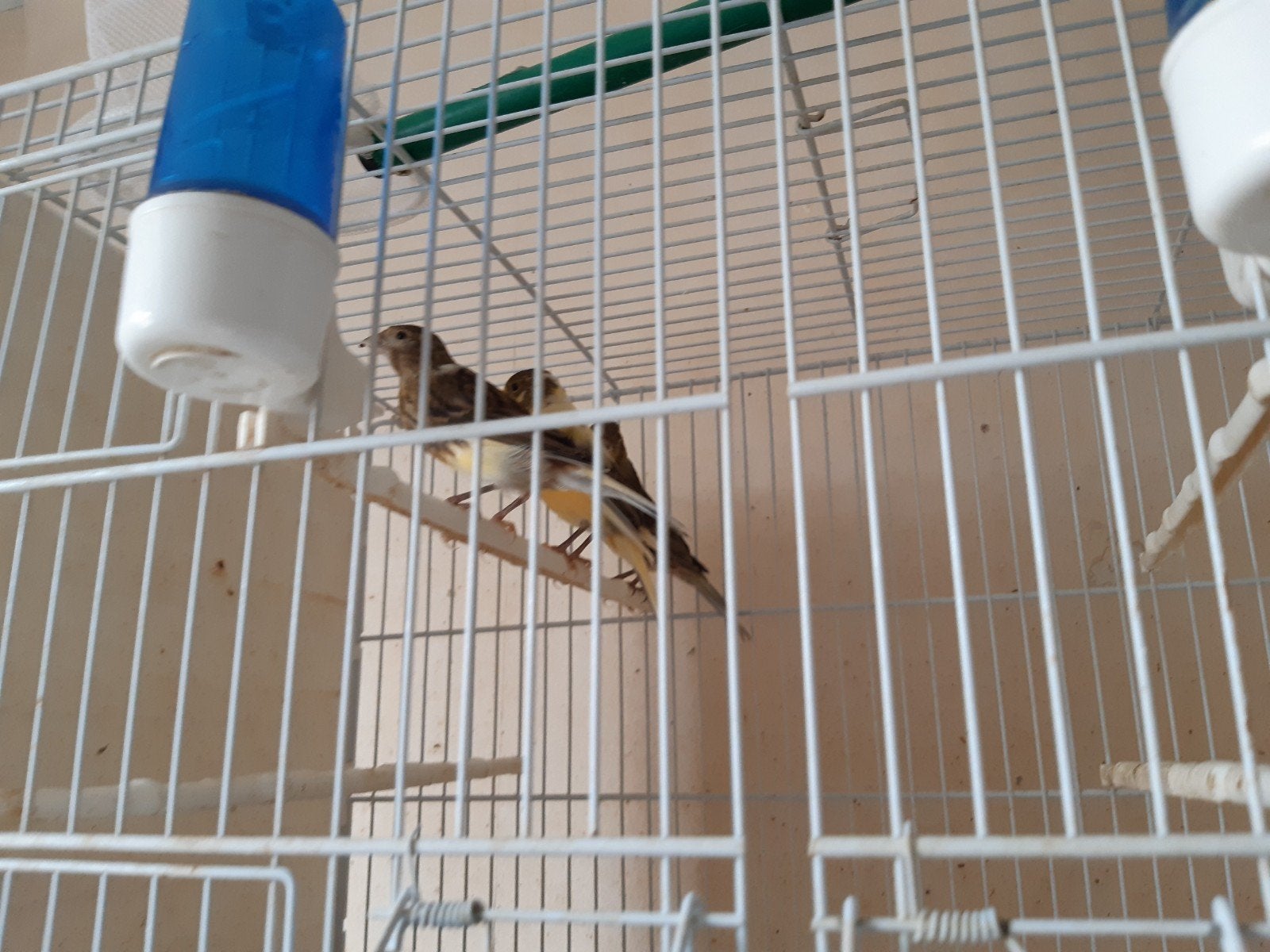 Kanaries, Meerdere dieren, Kleurkanarie