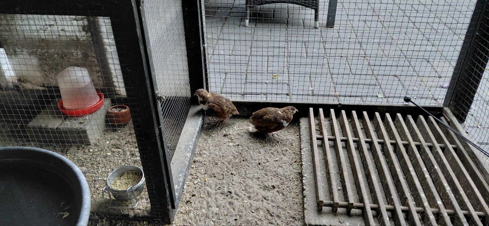 Gratis 2 japanse kwartethanen, Dieren en Toebehoren