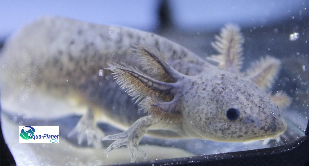 Axolotl - Axanthic (Augustus Actie!!! €9,99 pst), Dieren en Toebehoren, Vissen | Aquariumvissen, Overige typen, Zoetwatervis