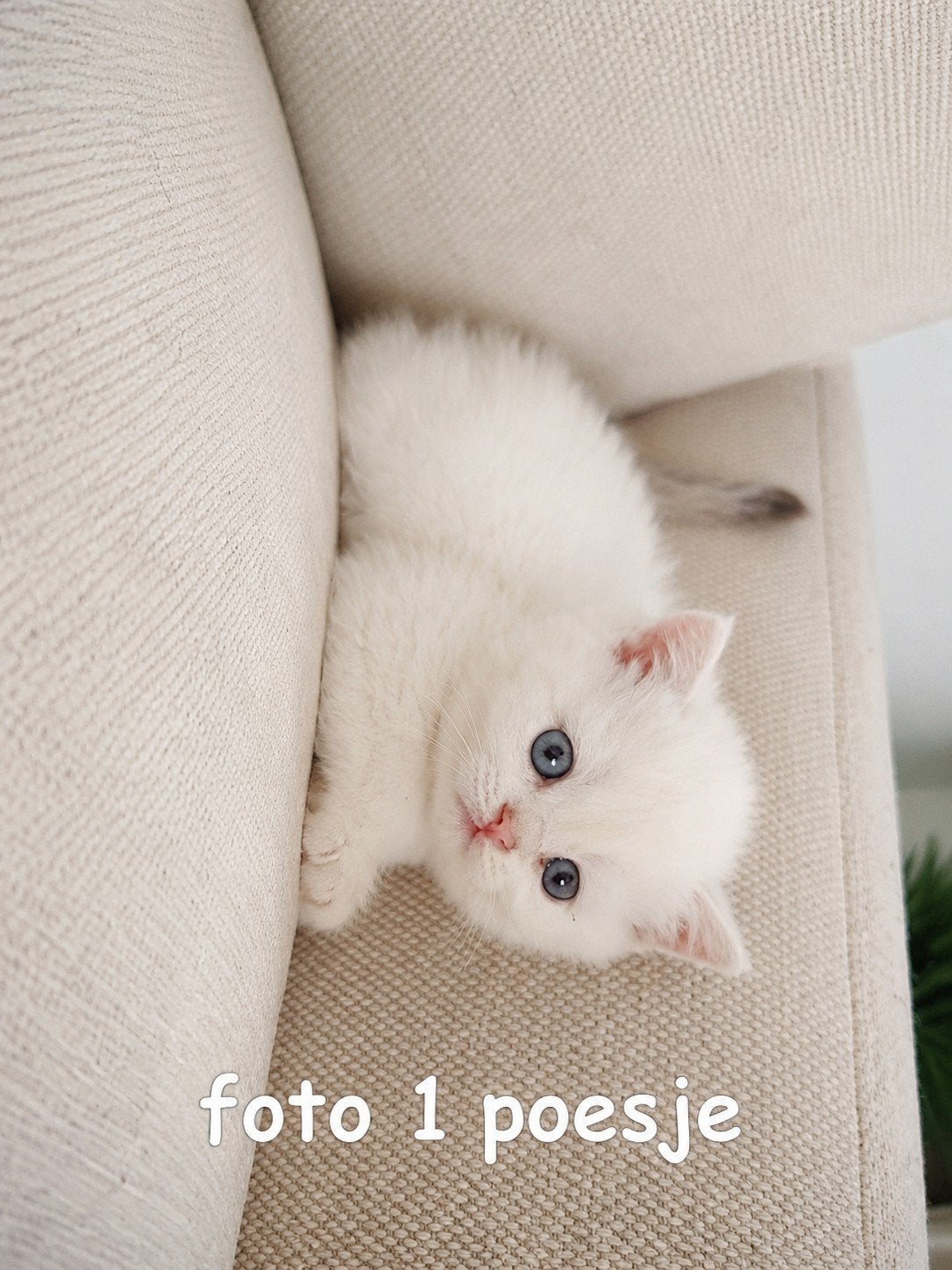 britse korthaar kittens, Dieren en Toebehoren, Meerdere dieren, Gechipt, 0 tot 2 jaar