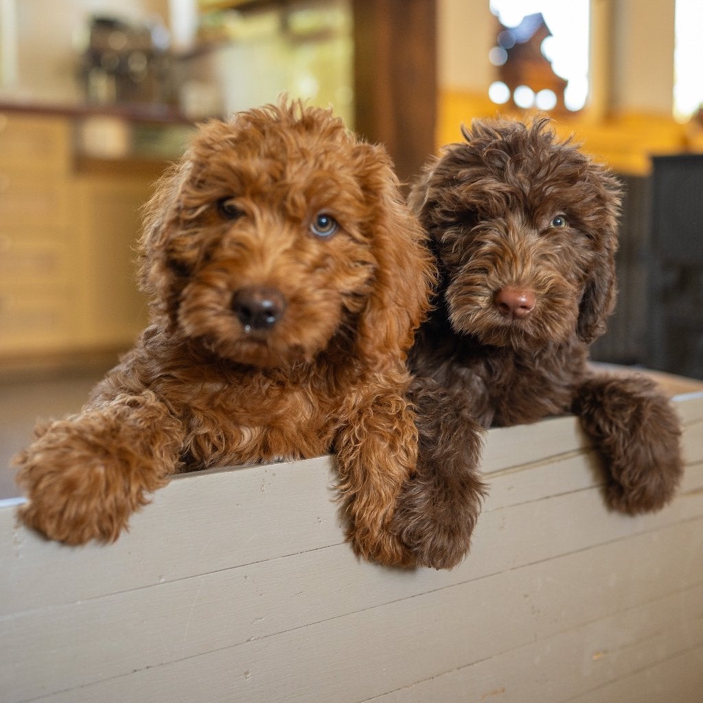 Doodle puppy's: Labradoodle x Sennendoodle puppen, Dieren en Toebehoren, Honden | Niet-rashonden, 8 tot 15 weken, Meerdere, Meerdere dieren