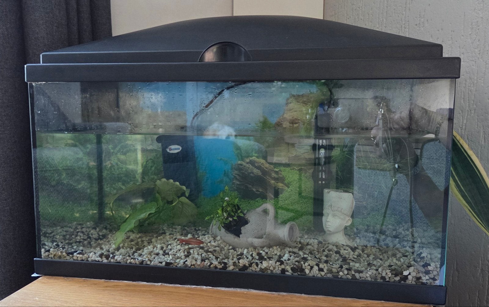 Aquarium, Ophalen, Gebruikt, Leeg aquarium