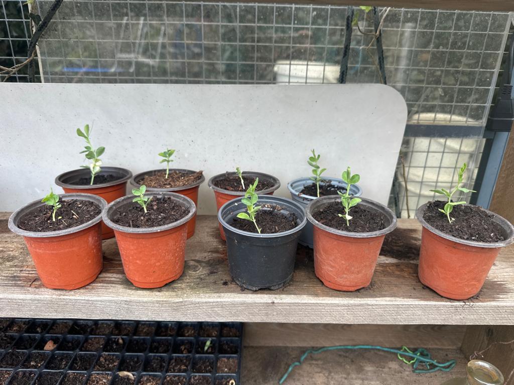 Siererwt plantjes - Jonge planten voor uw tuin, Tuin en Terras, Planten | Tuinplanten, Volle zon, Eenjarig, Zomer, Ophalen
