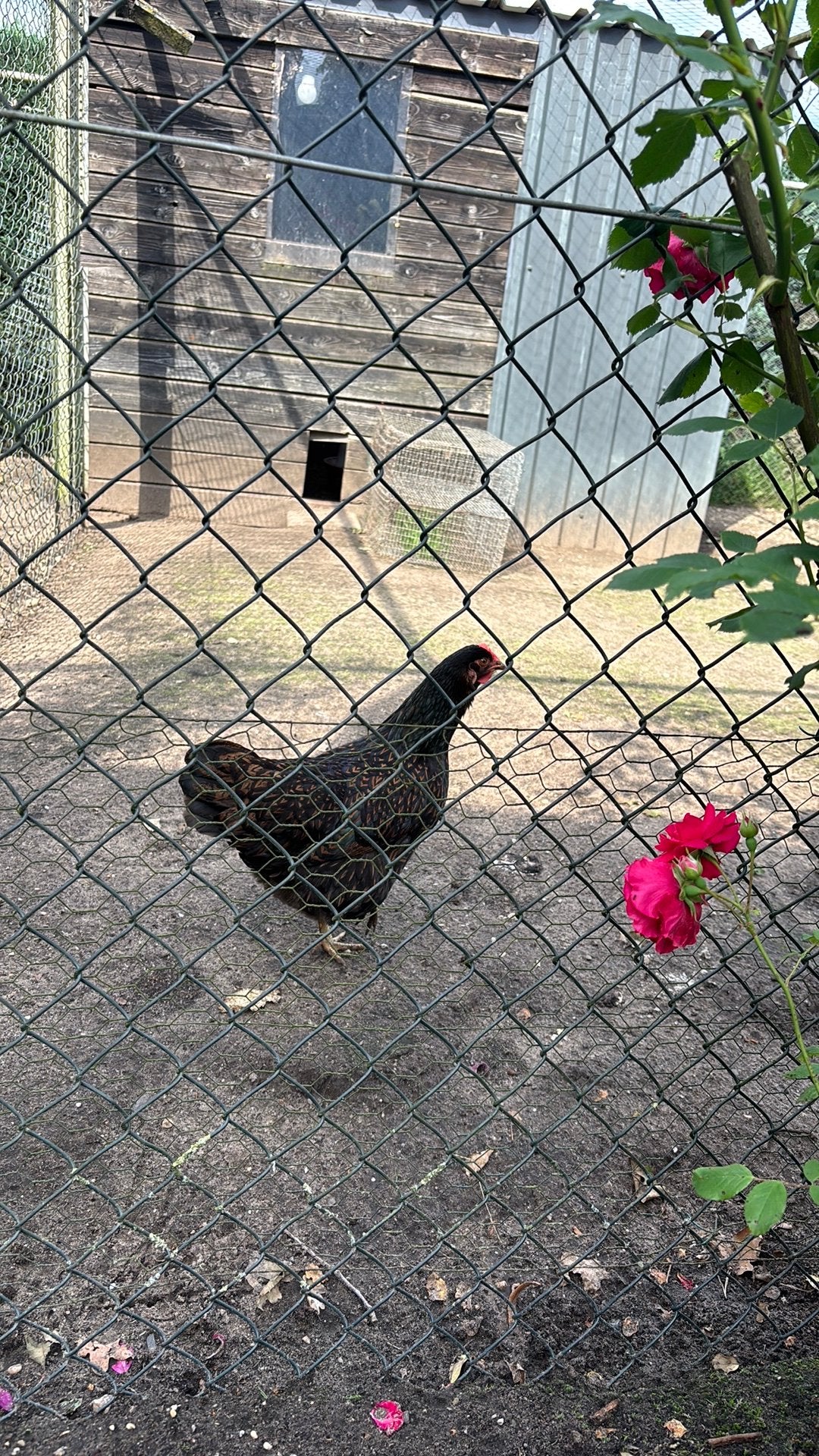 5 kippen Barnevelders, Dieren en Toebehoren, Pluimvee, Vrouwelijk, Kip