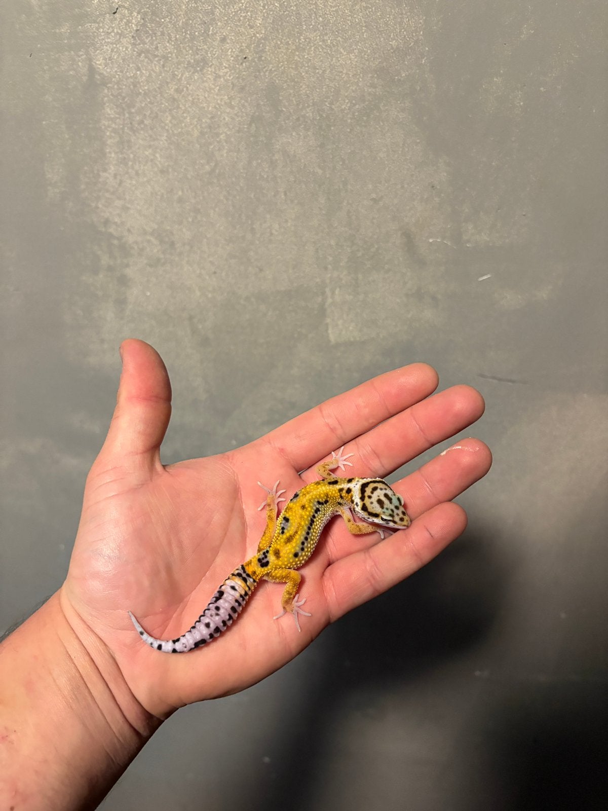 0.1 firebold cross luipaardgekko, Dieren en Toebehoren, Hagedis, 0 tot 2 jaar