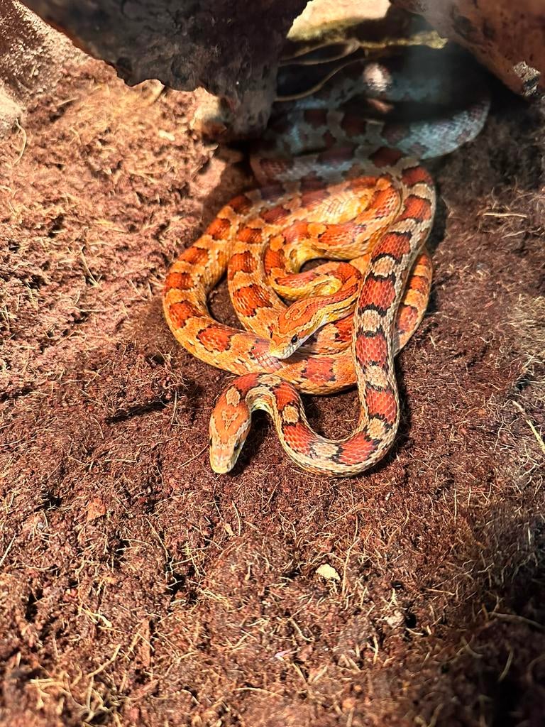 Mannelijke rattenslang(4 jaar) – GRATIS af te halen Rat Snake - male for sale from D. van Helvoirt